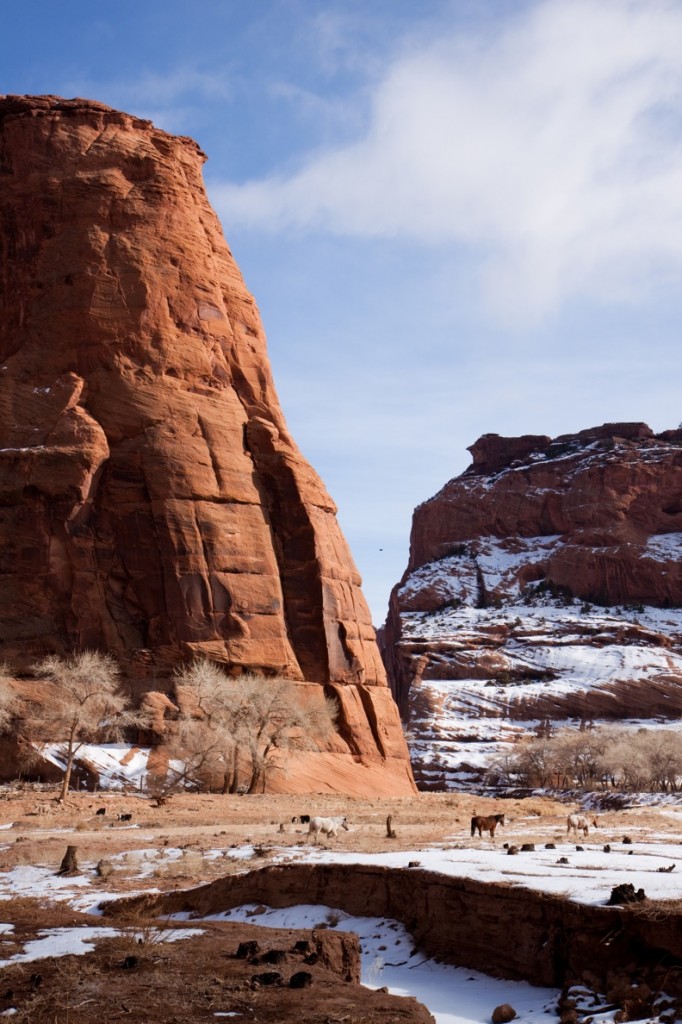 Horses in Canyon de Chelly Horses in Canyon de Chelly 682x1024 Canyon de Chelly